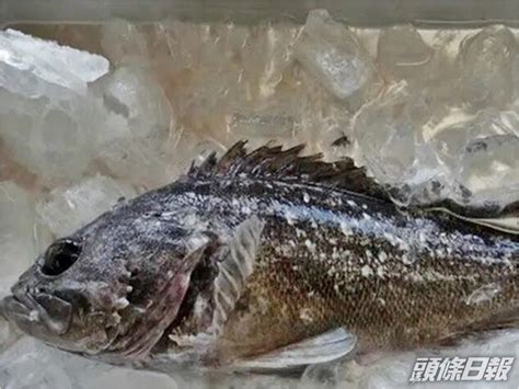 食神輻射魚